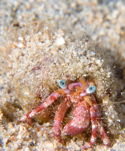 Hermet Crab