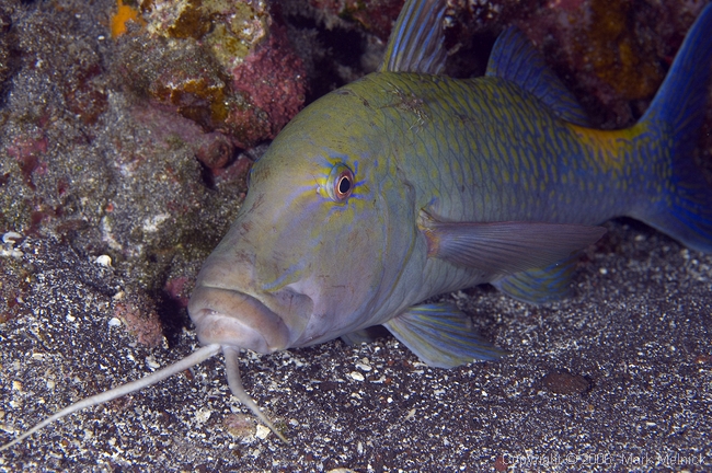 Bluegoatfish