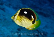 Four Spotted Butterflyfish