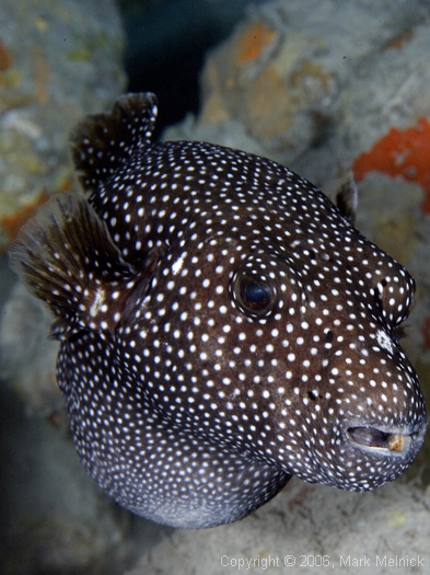 Pregnant Pufferfish