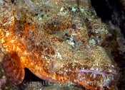 Titan Scorpianfish