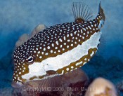Whitleys Boxfish