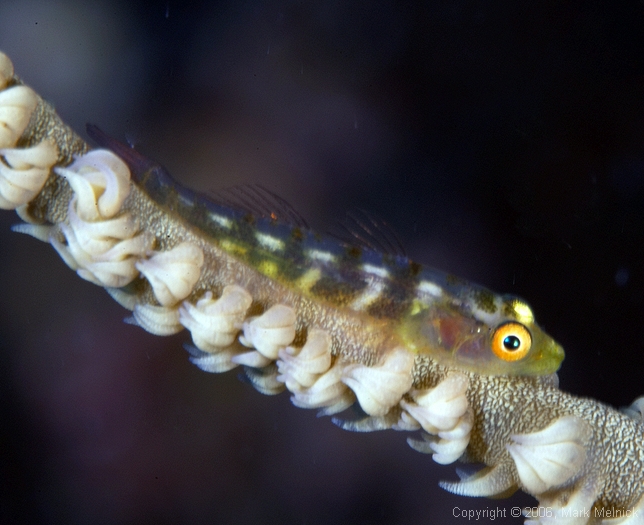 Wire Goby