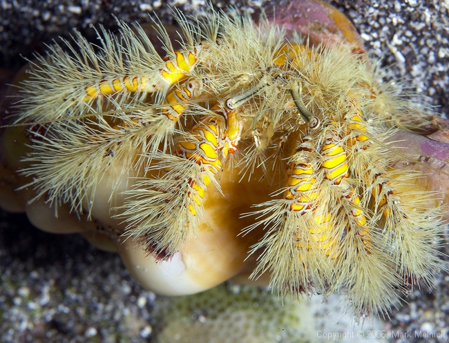 Yellow Hairy Hermat Crab
