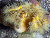 Yellow Hairy Hermat Crab