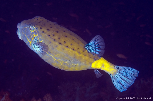 Yellow Boxfish that got away