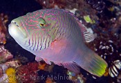 I believe a type of Parrotfish