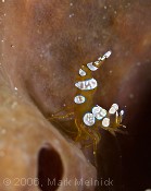 Squit Anemone Shrimp