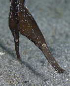 Short-Bodied Pipefish