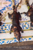 Rat on stick, North Sulawesi Market