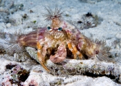 Strange Crab