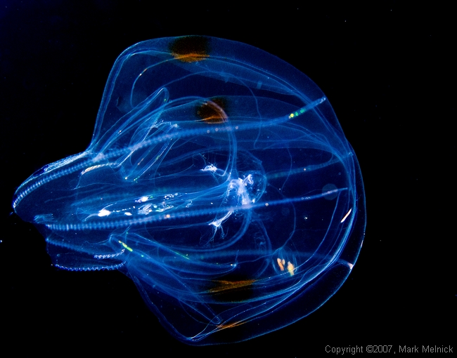 Jellyfish Experiment