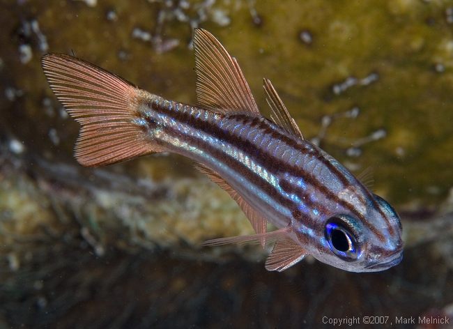 Cardeinalfish
