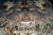 Close up of Wobegon Shark