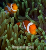 Clownfishs