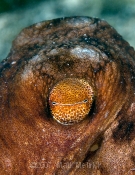 Eye of an Octopus