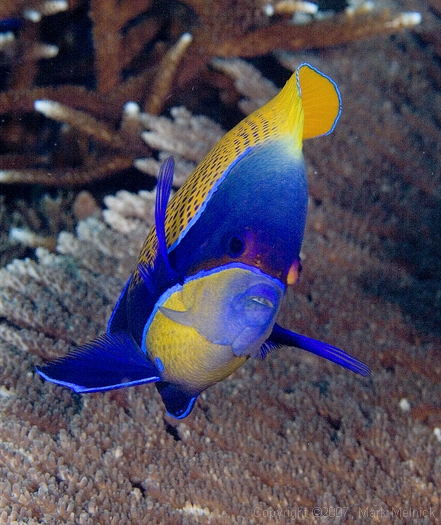 Blue-Girdled Anglefish