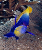 Blue-Girdled Anglefish