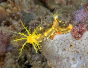 When in Doubt, Nudibranch?
