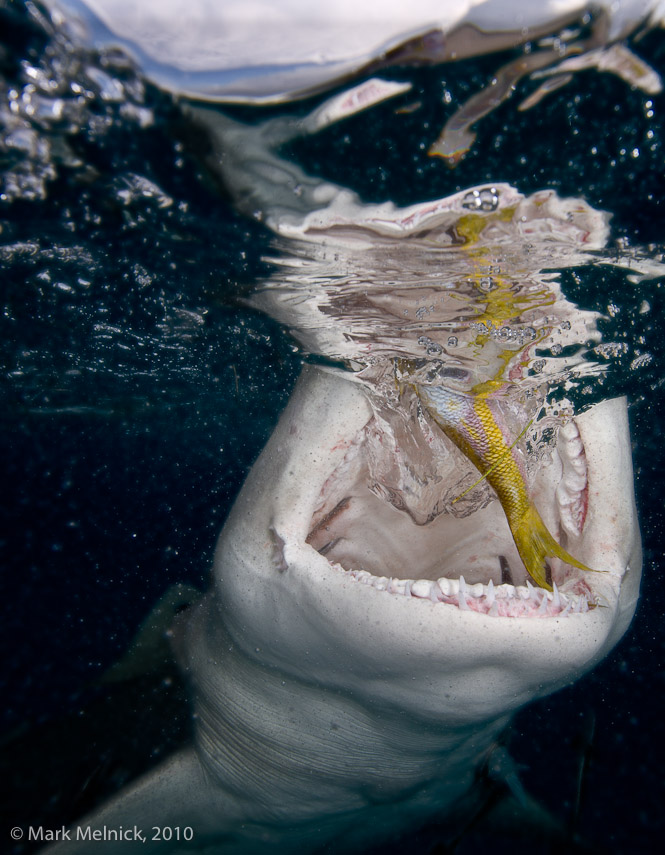 Lemon Shark Feeding