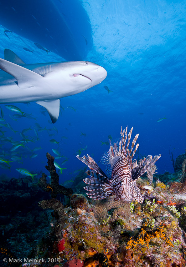Reef Shark and Lion Fish