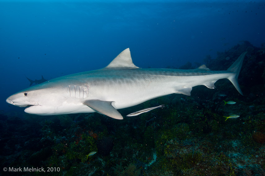 14 foot Tiger Shark