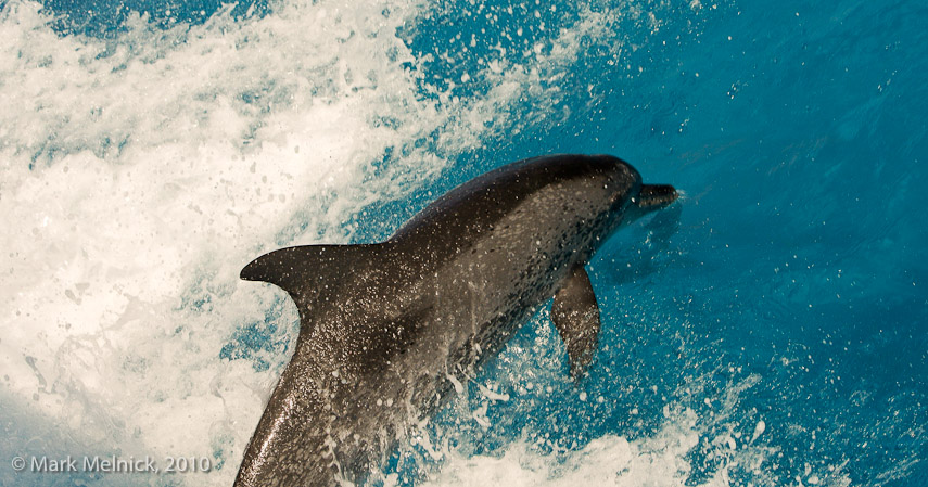 Dolphin Swimming with the Boat