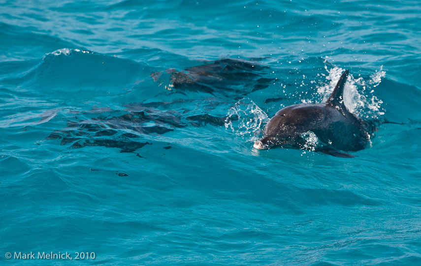 dolphin Swimming with the Boat