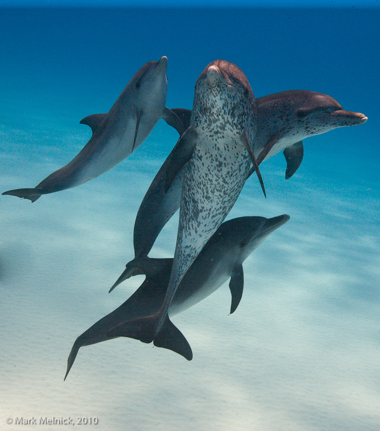 Dolphin pod