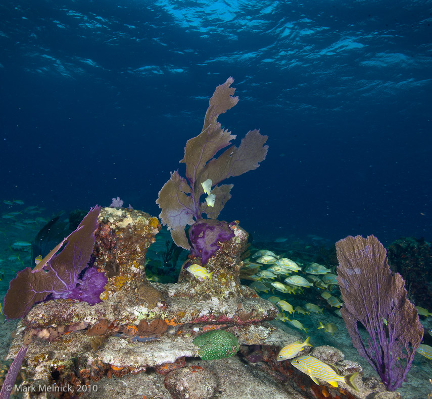 Reef on a wreck