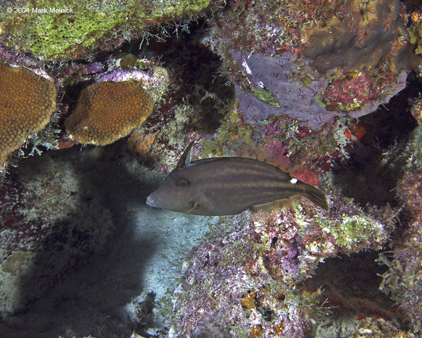 Orangespotted-Filefish