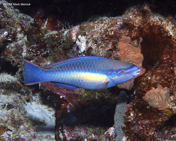 Princess-Parrotfish