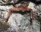 Ocellate-Swimming-Crab