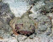 Scorpionfish2