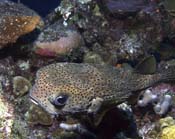 Spotted-Burrfish-2