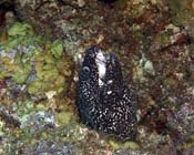 Spotted-Moray