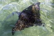 Spotted-Eagle-Ray