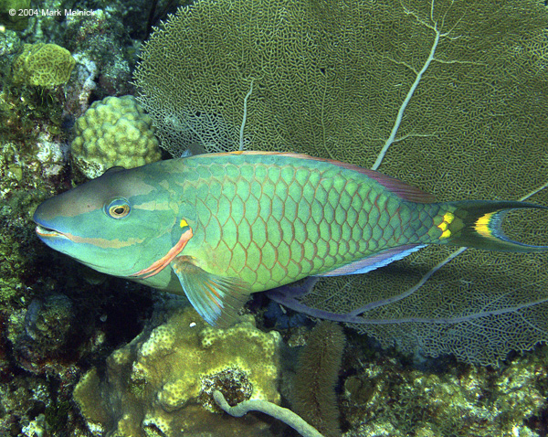 Parroit-fish