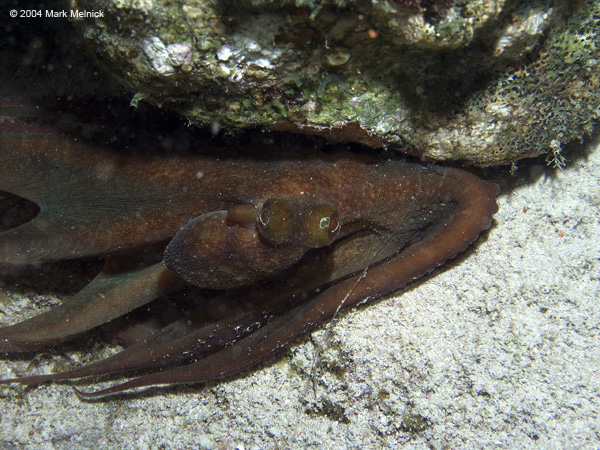 Octopus4