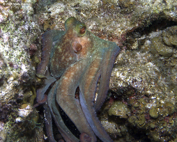Octopus5