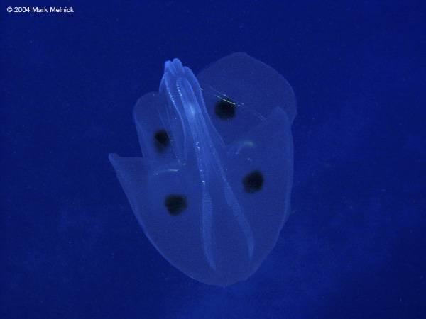Jellyfish2