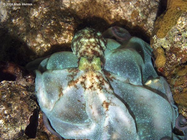 Octopus8