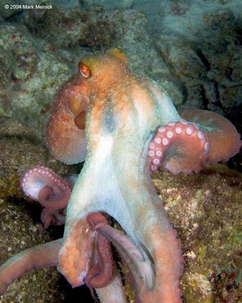 koctopus5