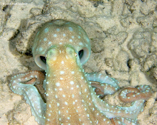 woctopus2