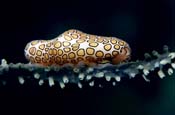 Flamingo-Tongue