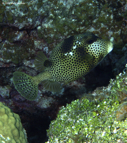 Spotted Trunkfish2